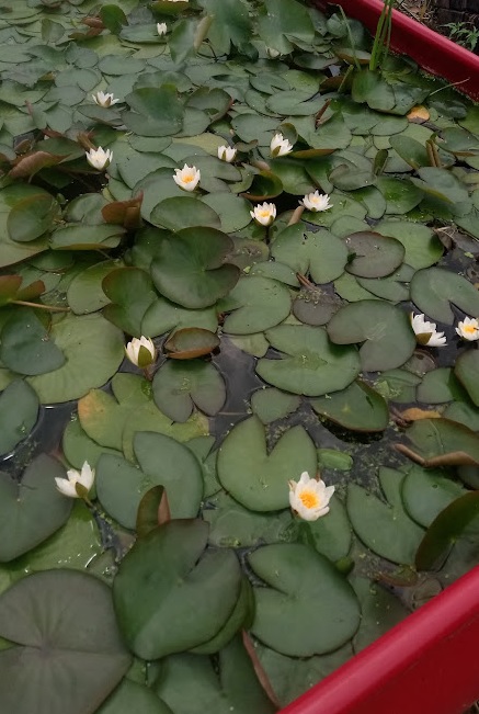 sadzonki lili alba w zbiorniku